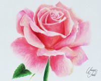 /album/info-konsttavling/drawing-flowers-1-a-rose-by-f-a-d-i-l-d7jy599-jpg/
